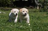 LABRADOR 1067